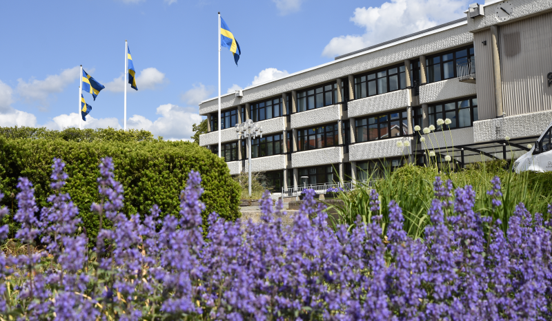 Gislaveds kommunhus med fyra svenska flaggor hissade. I förgrunden syns lila blommor.