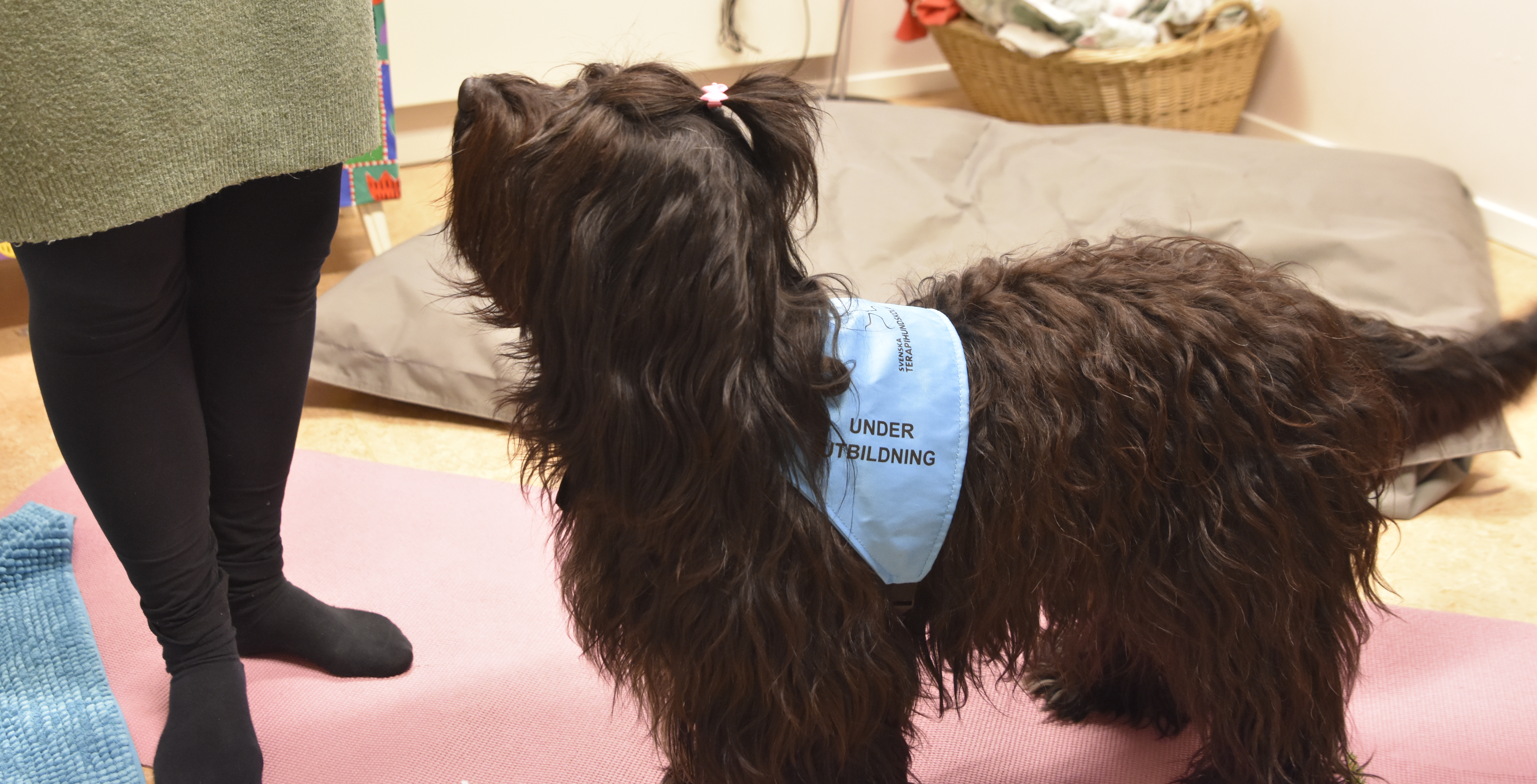 En svart hund står intill en kvinnas ben.