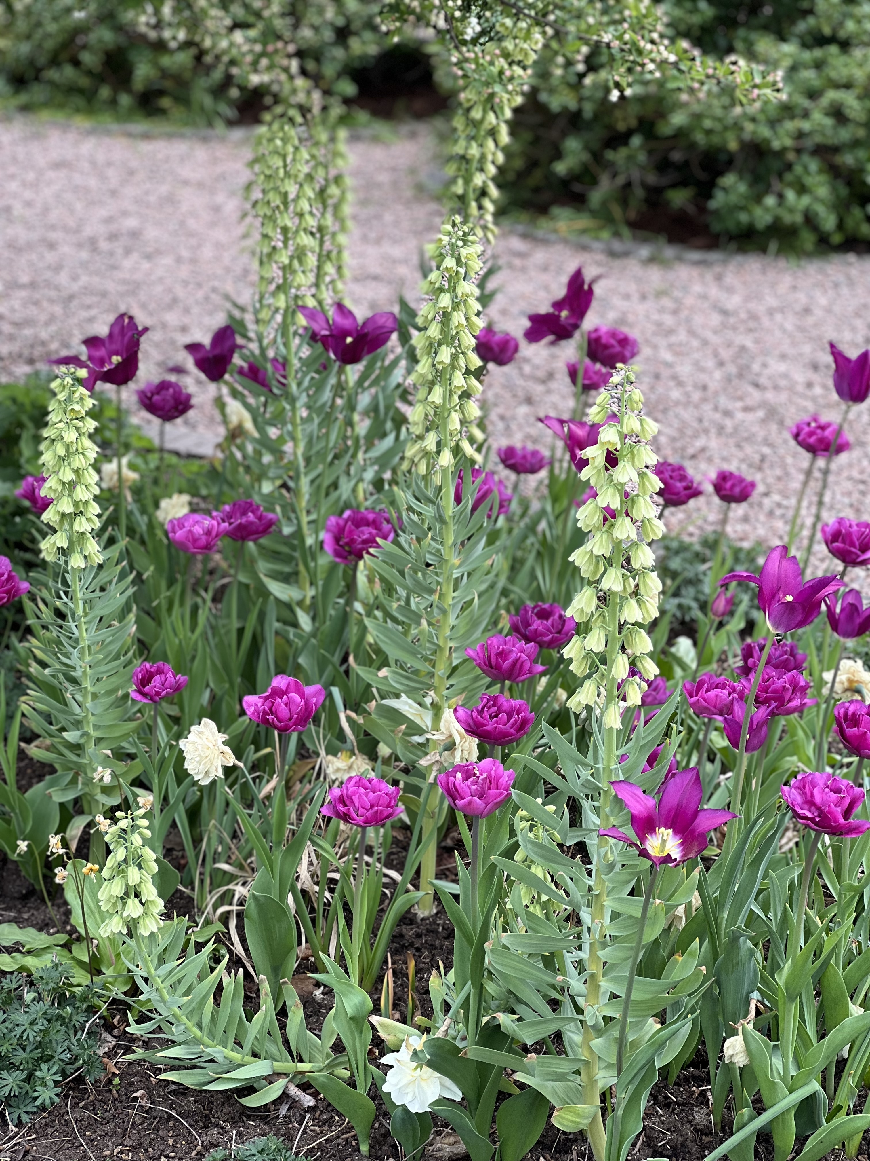 Lila blommor i parken