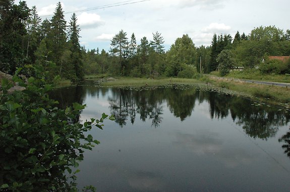 en damm i ett skogsbryn