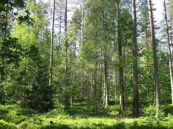 En bild på Korallen, kommunens skog