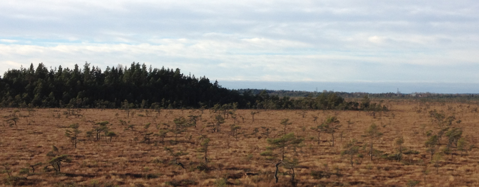 Anderstorps stormosse