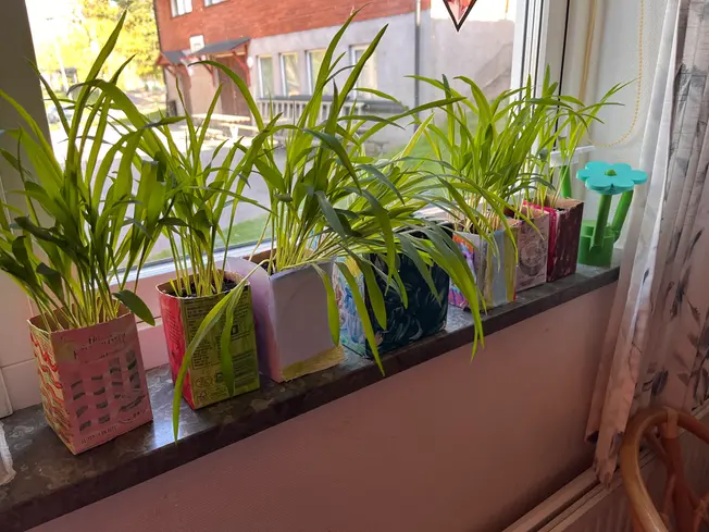 Foto på popcorn-gräs i fönstret.