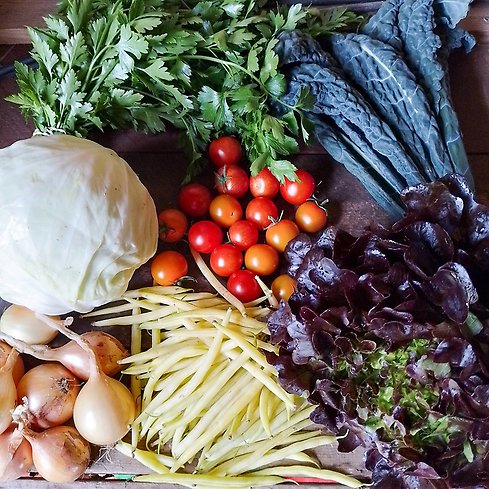 Färska grönsaker ligger på ett bord så som tomat, zucchini, morot