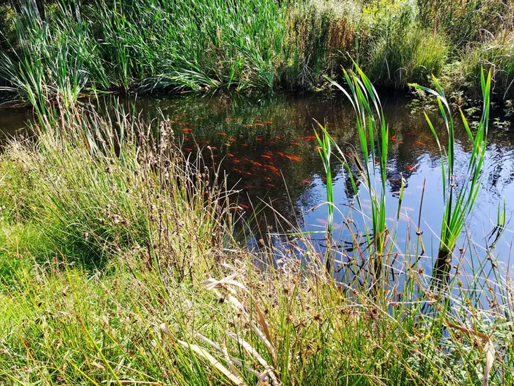 Bild på guldifskar i dammarna.